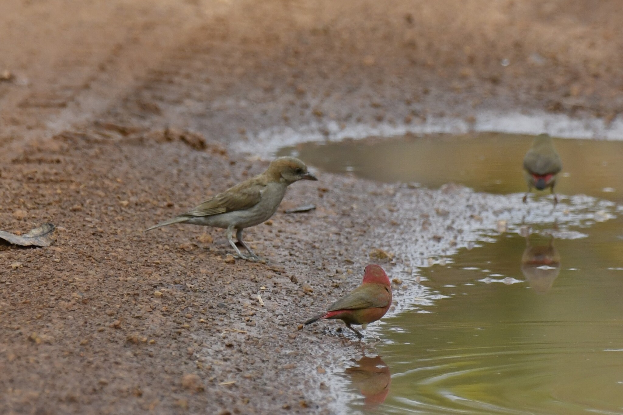 Sahel Bush Sparrow (Gymnoris dentata), photo 9