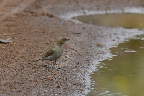 Sahel Bush Sparrow (Gymnoris dentata), photo 9
