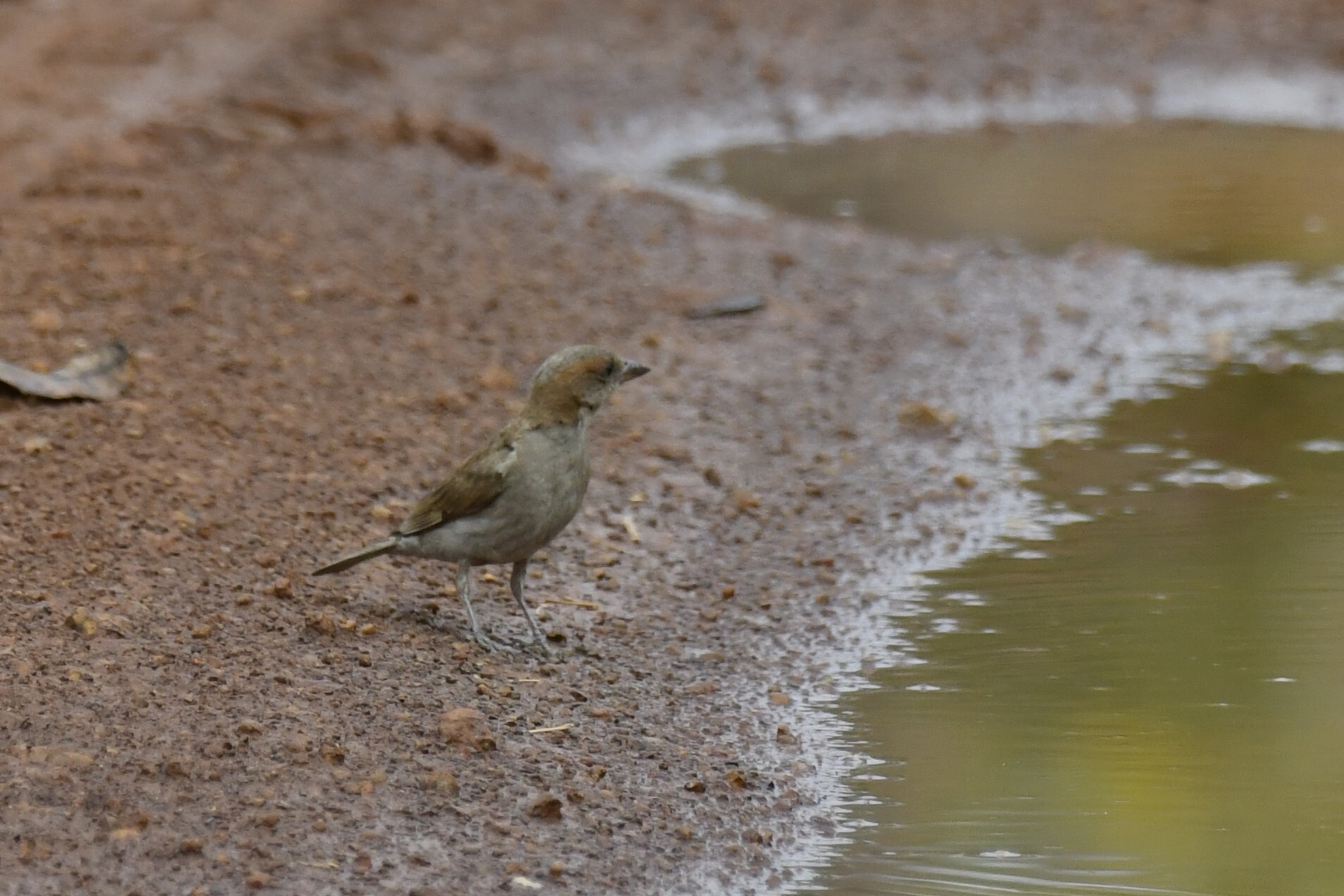 Sahel Bush Sparrow (Gymnoris dentata), photo 8