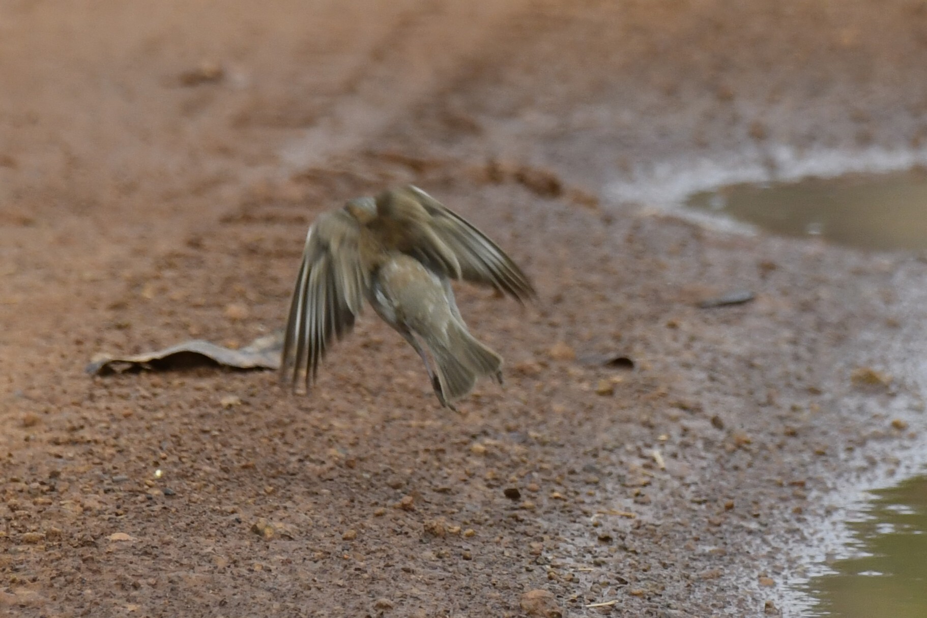 Sahel Bush Sparrow (Gymnoris dentata), photo 10