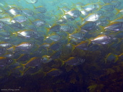 Schuettea scalaripinnis