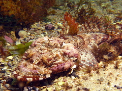 Thysanophrys cirronasus