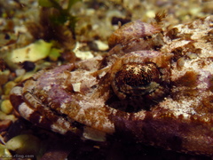 Thysanophrys cirronasus