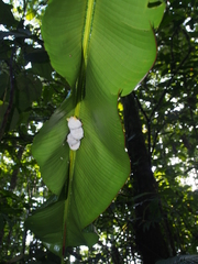 Ectophylla alba