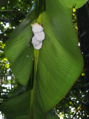 Ectophylla alba