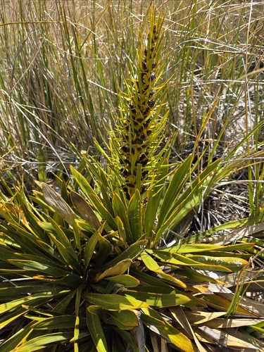 Aciphylla kirkii (Aciphylla kirkii)
