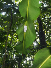 Ectophylla alba