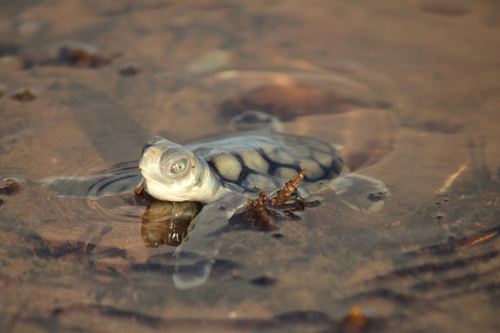 Photo of Flatback turtle (Natator depressus)