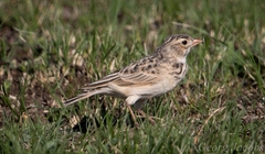 Botha's Lark photo 2