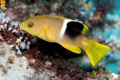 Goldenspot hogfish (Bodianus perditio) — Labridae