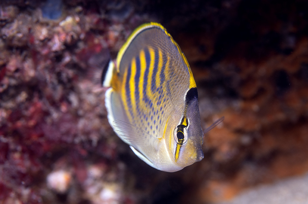 Dot and dash butterflyfish (Chaetodon pelewensis) — Chaetodontidae