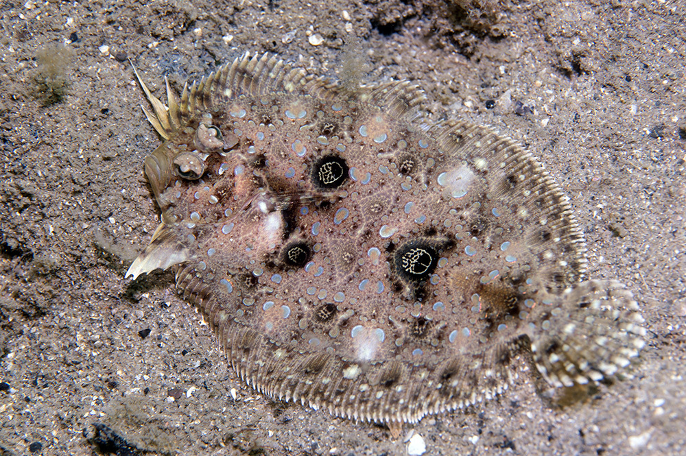 Flounder (Grammatobothus polyophthalmus) — Bothidae