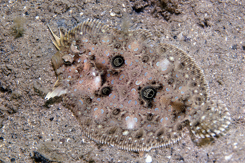 Flounder (Grammatobothus polyophthalmus) — Bothidae