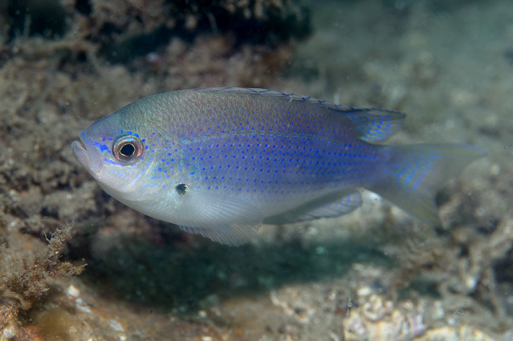 Green puller (Pristotis obtusirostris) — Pomacentridae
