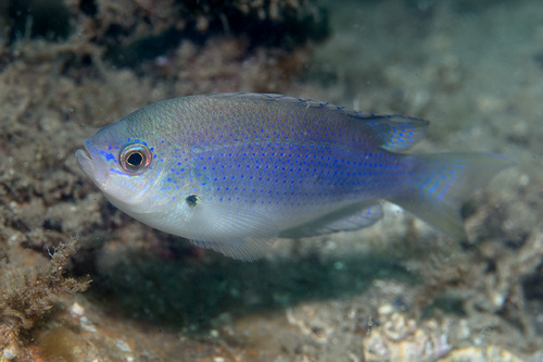 Zandjuffertje (Pristotis obtusirostris) — Pomacentridae