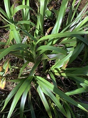 Dianella sandwicensis
