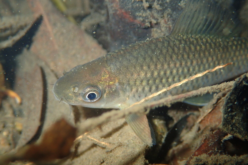 Lowland osteochilus (Osteochilus salsburyi) — Cyprinidae — 4