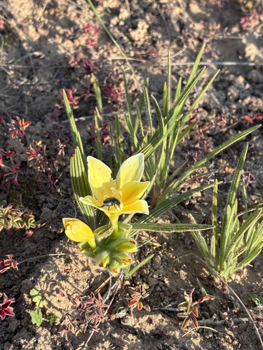 Yellow Bentflower Bobbejaantjie (Babiana vanzijliae)