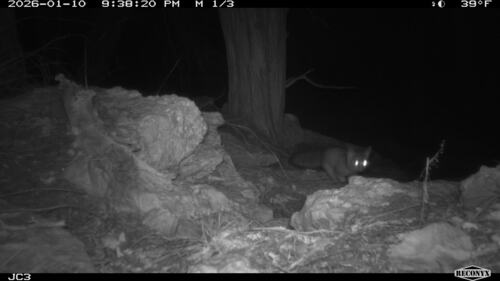 Ringtail observed by jcochran706