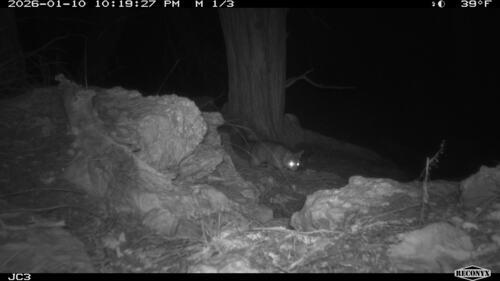 Ringtail observed by jcochran706