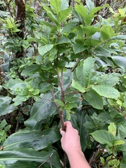 Vaccinium calycinum