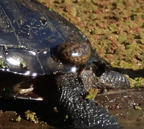 Placobdella parasitica (Say, 1824)