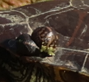 Placobdella parasitica (Say, 1824)