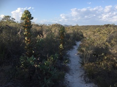 Hakea victoria
