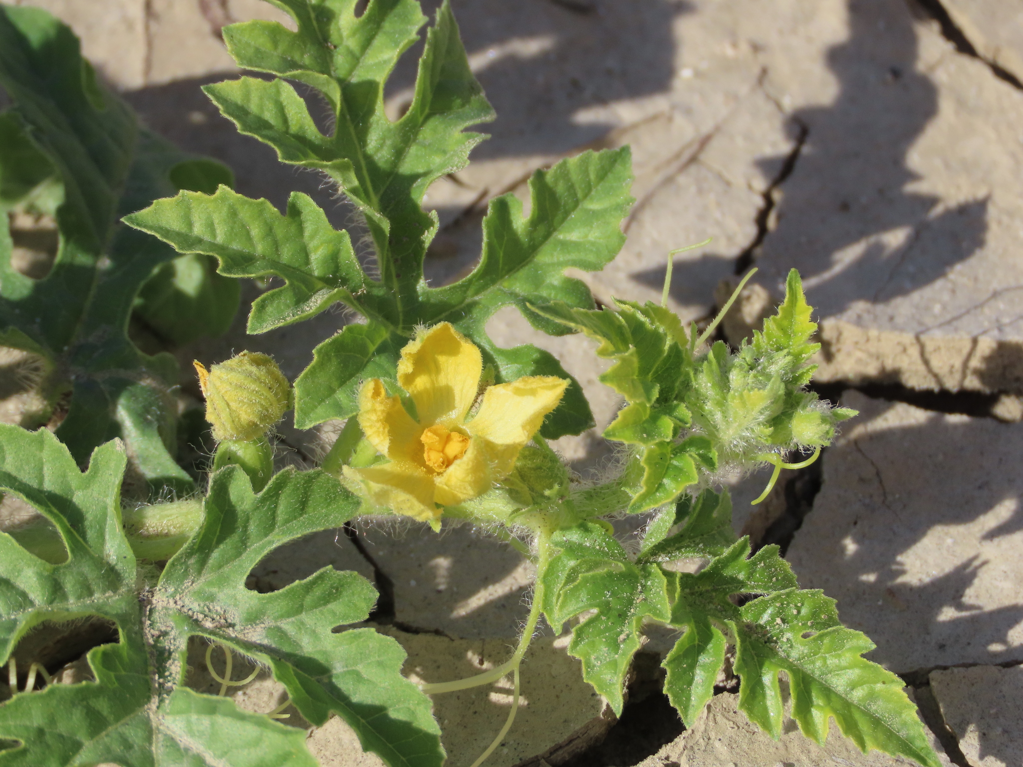 Photo by quandary via iNaturalist (Copyright quandary)