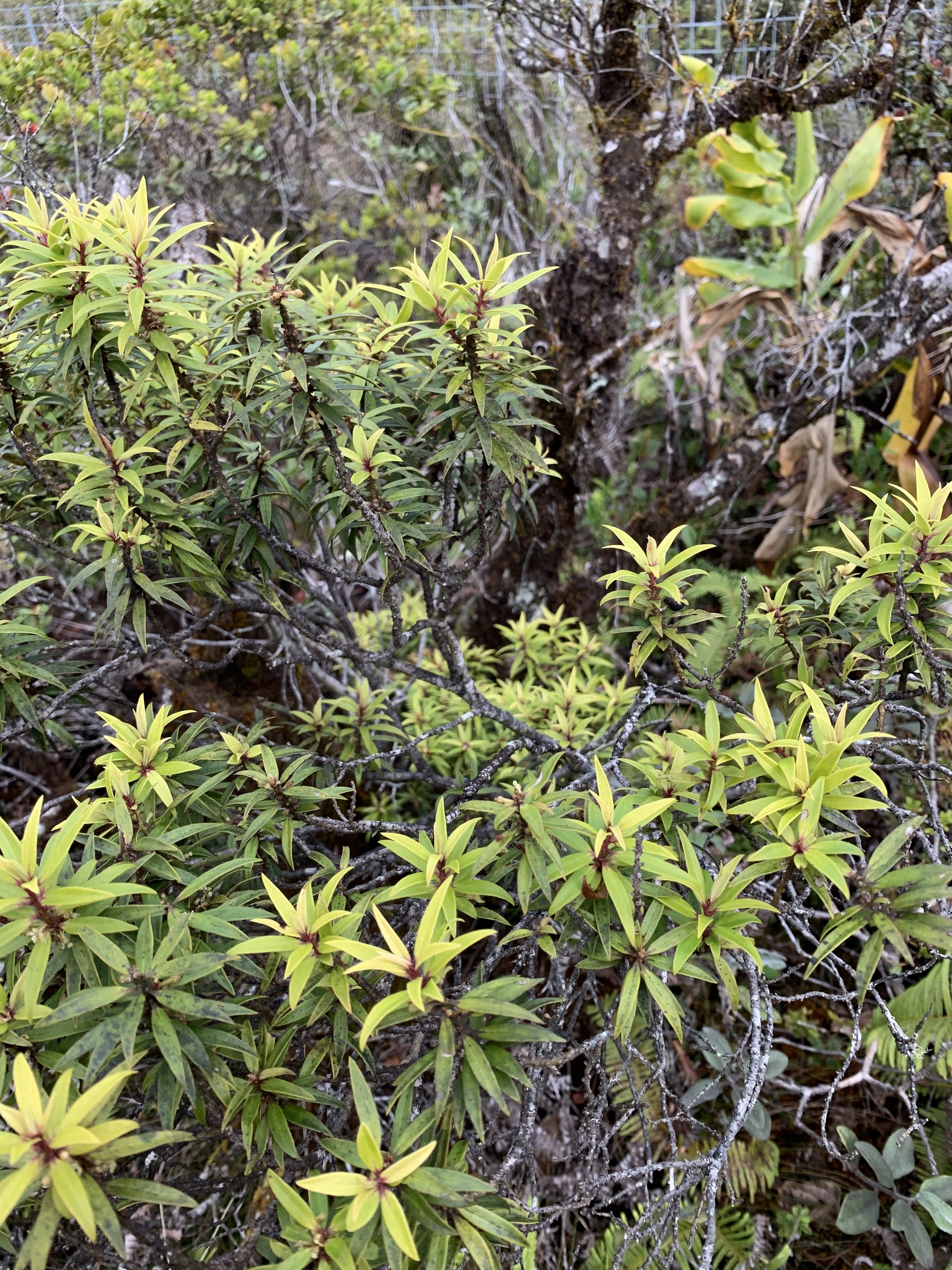Myrsine petiolata