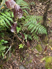Smilax melastomifolia