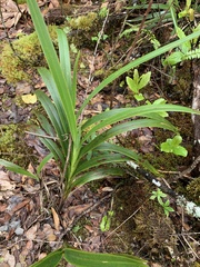 Dianella sandwicensis