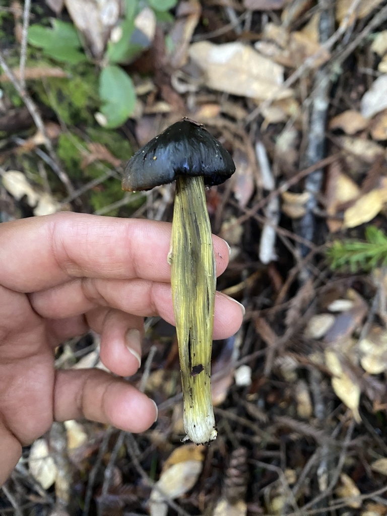 Hygrocybe singeri · January 2026 · photo: © katharinegk (iNaturalist, cc-by)