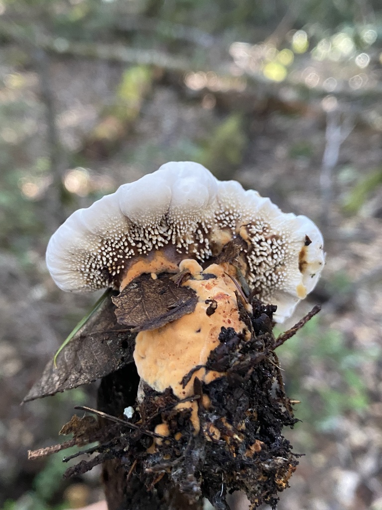 Hydnellum aurantiacum