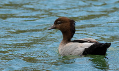 Chenonetta jubata