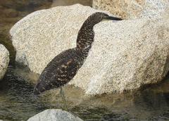 Tigrisoma fasciatum