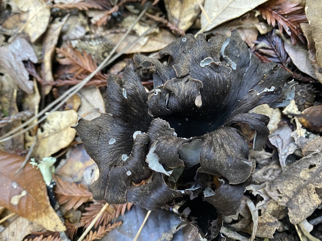 Craterellus calicornucopioides · January 2026 · photo: © katharinegk (iNaturalist, cc-by)