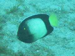 Apolemichthys xanthotis
