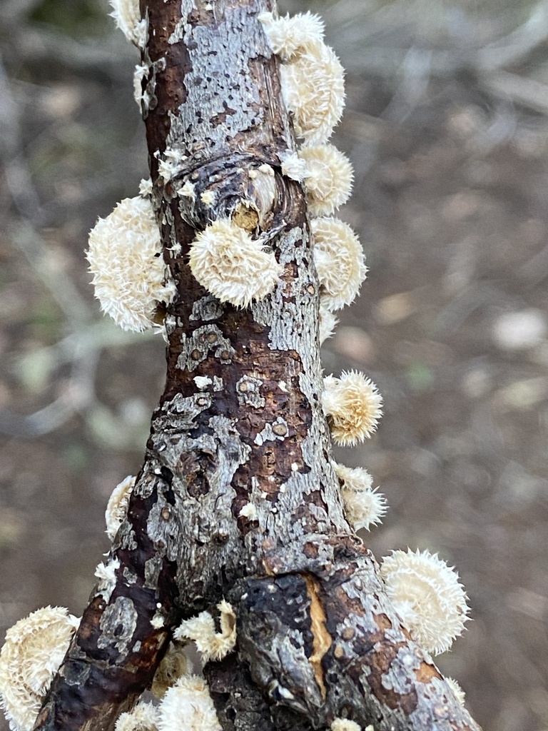 Stereum ochraceoflavum · January 2026 · photo: © katharinegk (iNaturalist, cc-by)