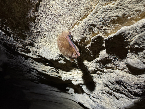 Tricolored Bat observed by amandabarnett73105