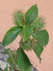Magnoliopsida