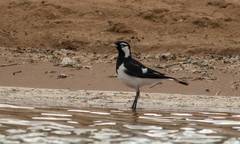 Grallina cyanoleuca