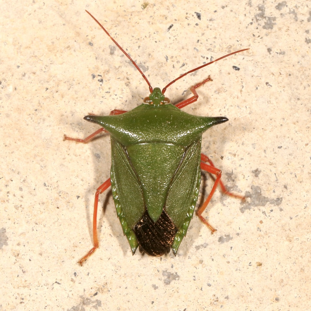 Notochlora