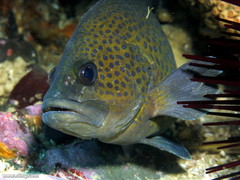 Acanthistius ocellatus