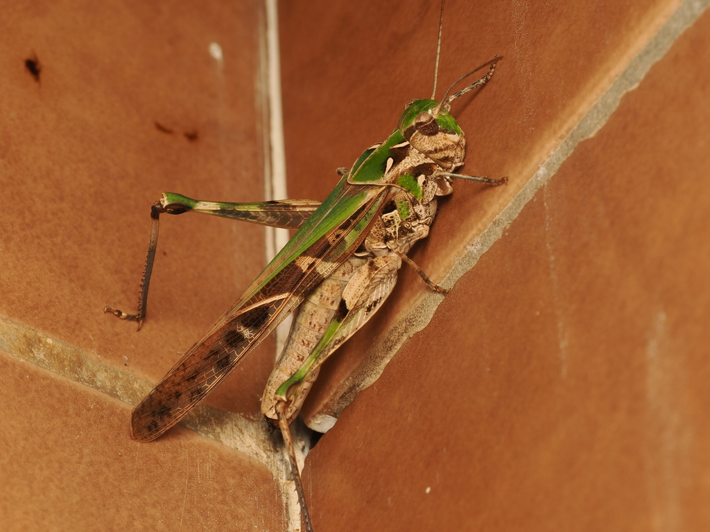 Oedaleus virgula