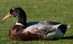 Anas platyrhynchos domesticus