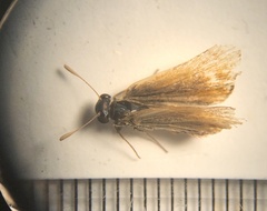 Ancyloxypha numitor