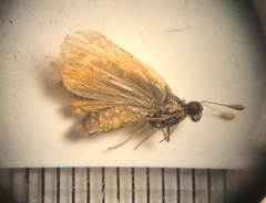 Ancyloxypha numitor