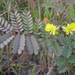 Denisophytum pauciflorum - Photo (c) Stephen Hodges, alguns direitos reservados (CC BY-NC), uploaded by Stephen Hodges