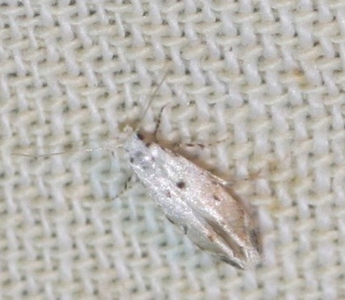 Coleotechnites eryngiella photo 5